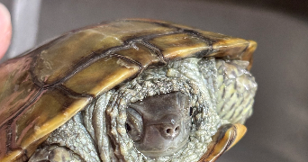 louise pet sitter à AVON 77210_6