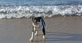 elodie pet sitter à MARSEILLE 08 13008_5