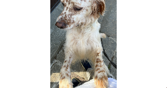 pierre pet sitter à RENNES 35000_2