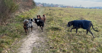 charly pet sitter à PONT DE RUAN 37260_2