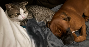 elaura pet sitter à MONTREUIL 93100_2