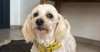 lilou lamaisonbyl  pet sitter à VESCOVATO 20215_4