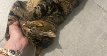 ilana pet sitter à TOULOUSE 31000_5