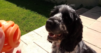 léa pet sitter à LA FLECHE 72200_3