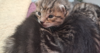 nadège pet sitter à Metz 57070_9