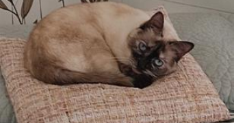 gabrielle pet sitter à VILLAZ 74370_7