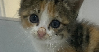 alice pet sitter à PARIS 16 75016_9