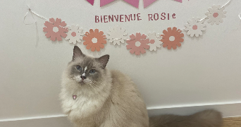 khadydia cat sitter à BOULOGNE BILLANCOURT 92100_8