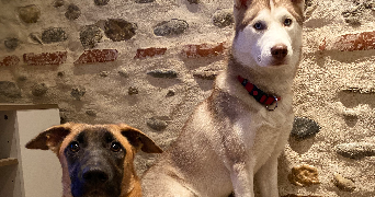candie pet sitter à Perpignan 66000_2