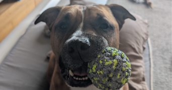frederic pet sitter à NOISSEVILLE 57645_2