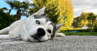 fannie pet sitter à SAUVAGNON 64230_0