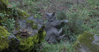 louise pet sitter à CHASTELLUX SUR CURE 89630_1