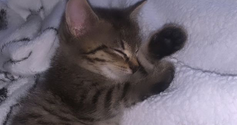 imane pet sitter à COUBRON 93470_1