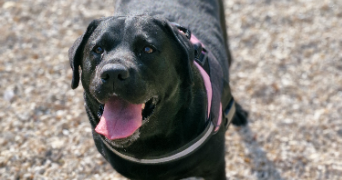 marlene pet sitter à AUNEAU BLEURY ST SYMPHORIEN 28700_109
