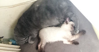 roxanne pet sitter à CHAMALIERES 63400_6