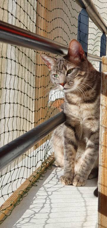 paula pet sitter à Hyères 83300_5