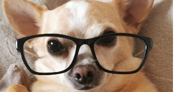 elycia  pet sitter à Sens 89100