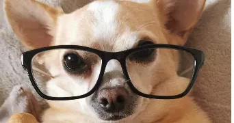 elycia  pet sitter à Sens 89100