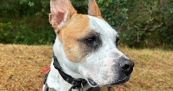 lomane pet sitter à CAMORS 56330_6