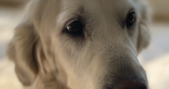 lola  pet sitter à Bousbecque 59166_2