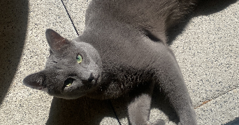 laura pet sitter à Sainte-Foy-lès-Lyon 69110_1