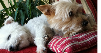 elido pet sitter à PAIZAY LE SEC 86300_5