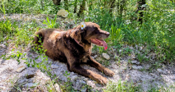tatiana pet sitter à CAMARET SUR AIGUES 84850_4