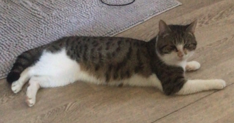 raphaël pet sitter à AMIENS 80000_2