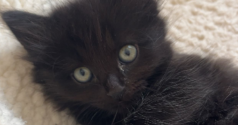 chloe pet sitter à LILLE 59000_6