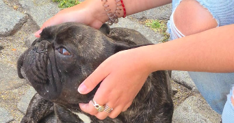 lola pet sitter à Orléans 45000_4