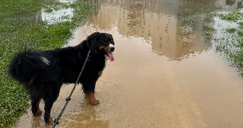 nadege pet sitter à La chapelle des fougeretz 35520_8