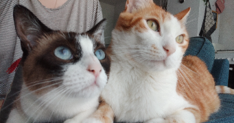 Lea pet sitter à NANTES 44100_1