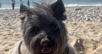 virginie pet sitter à YZEURE 03400_0