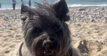 virginie pet sitter à YZEURE 03400