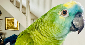 audrey pet sitter à GOUVIEUX 60270_7