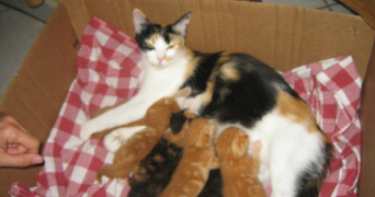 cécile pet sitter à NOISY LE GRAND 93160_0