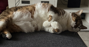 marion pet sitter à Berck 62600_1