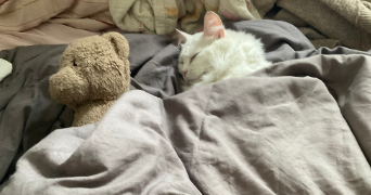 clémence cat sitter à VALENCE 26000_1