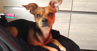 céline dog sitter à VALENCIENNES 59300_1