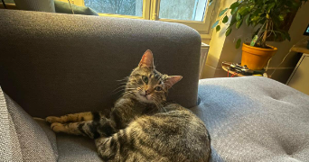 mathieu cat sitter à PONTOISE 95300_2