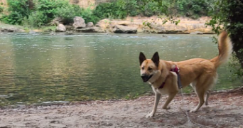 magali pet sitter à ST JULIEN SUR GARONNE 31220_2