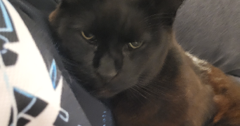 séphora pet sitter à CAULNES 22350_5