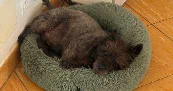 alice pet sitter à MAMEY 54470_1