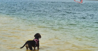 audrey pet sitter à MORLAAS 64160_1