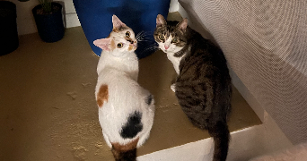 anaïs pet sitter à CARRIERES SUR SEINE 78420_1