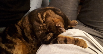 sandrine pet sitter à MOISSY CRAMAYEL 77550_5