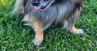 maëva pet sitter à GOUSSAINVILLE 28410