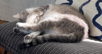 elise pet sitter à BOULOGNE BILLANCOURT 92100_2