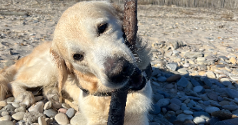 margaux pet sitter à BEZIERS 34500_3