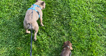 fanny pet sitter à PLONEOUR LANVERN 29720_5